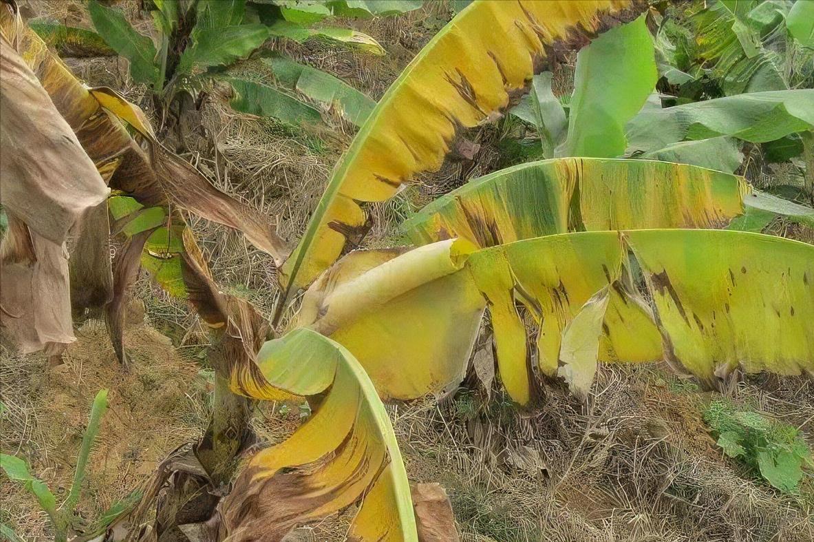 广东省香蕉种植区域概览