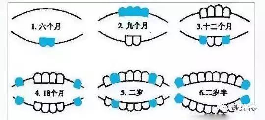 探索牙齿成长，关于17个月大的孩子的牙齿发育