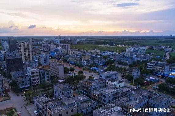 广东省湛江市兵团，历史与现状的考察